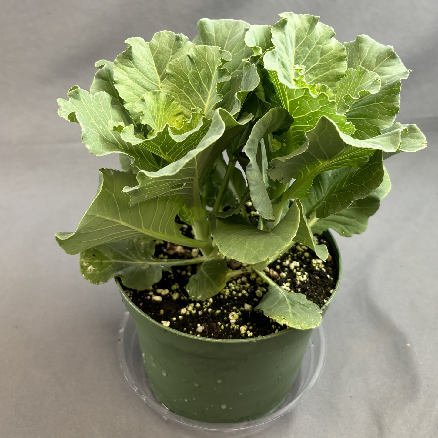 Flowering Kale