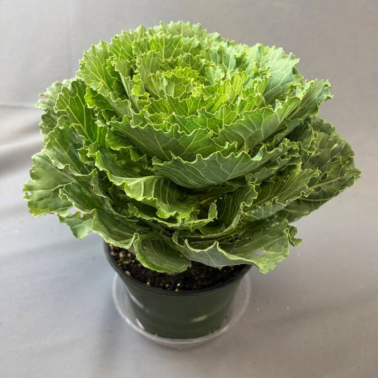 Flowering Cabbage