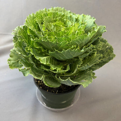 Flowering Cabbage