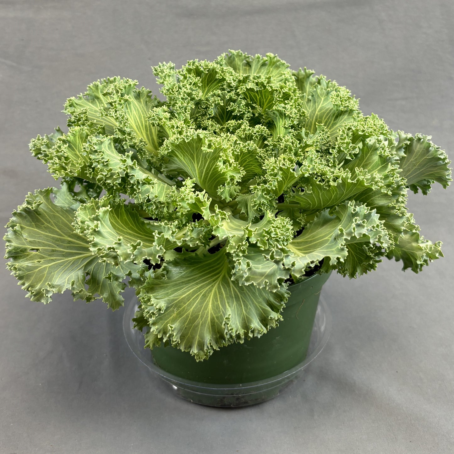 Flowering Kale