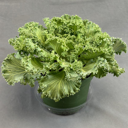 Flowering Kale