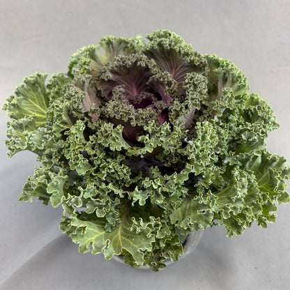 Flowering Kale