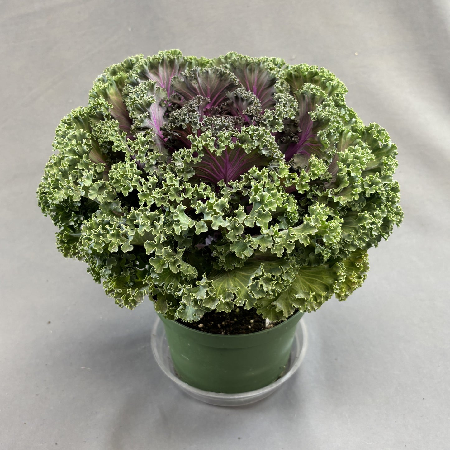 Flowering Kale