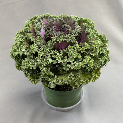Flowering Kale
