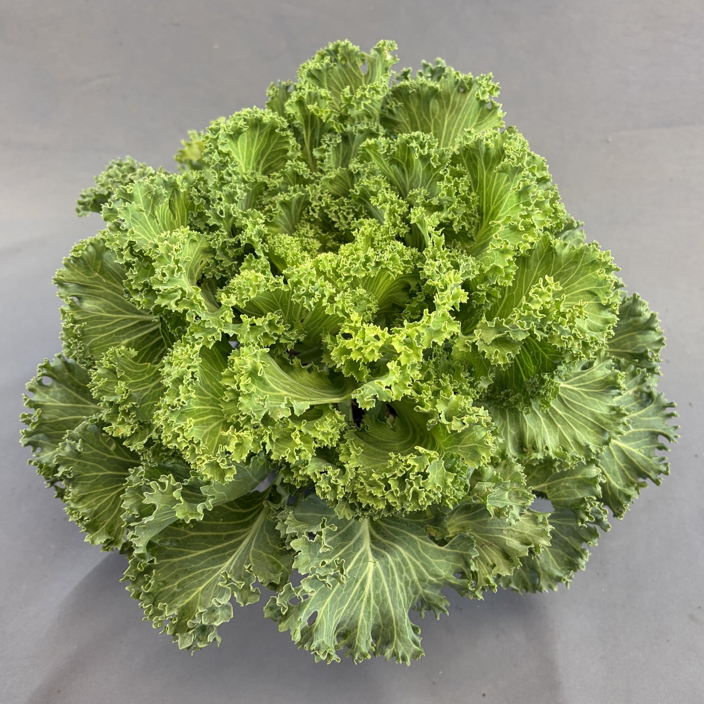 Flowering Kale