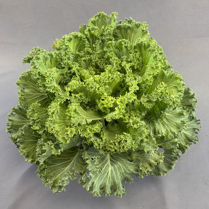 Flowering Kale