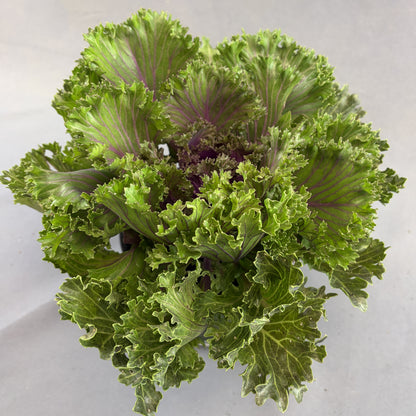 Flowering Kale