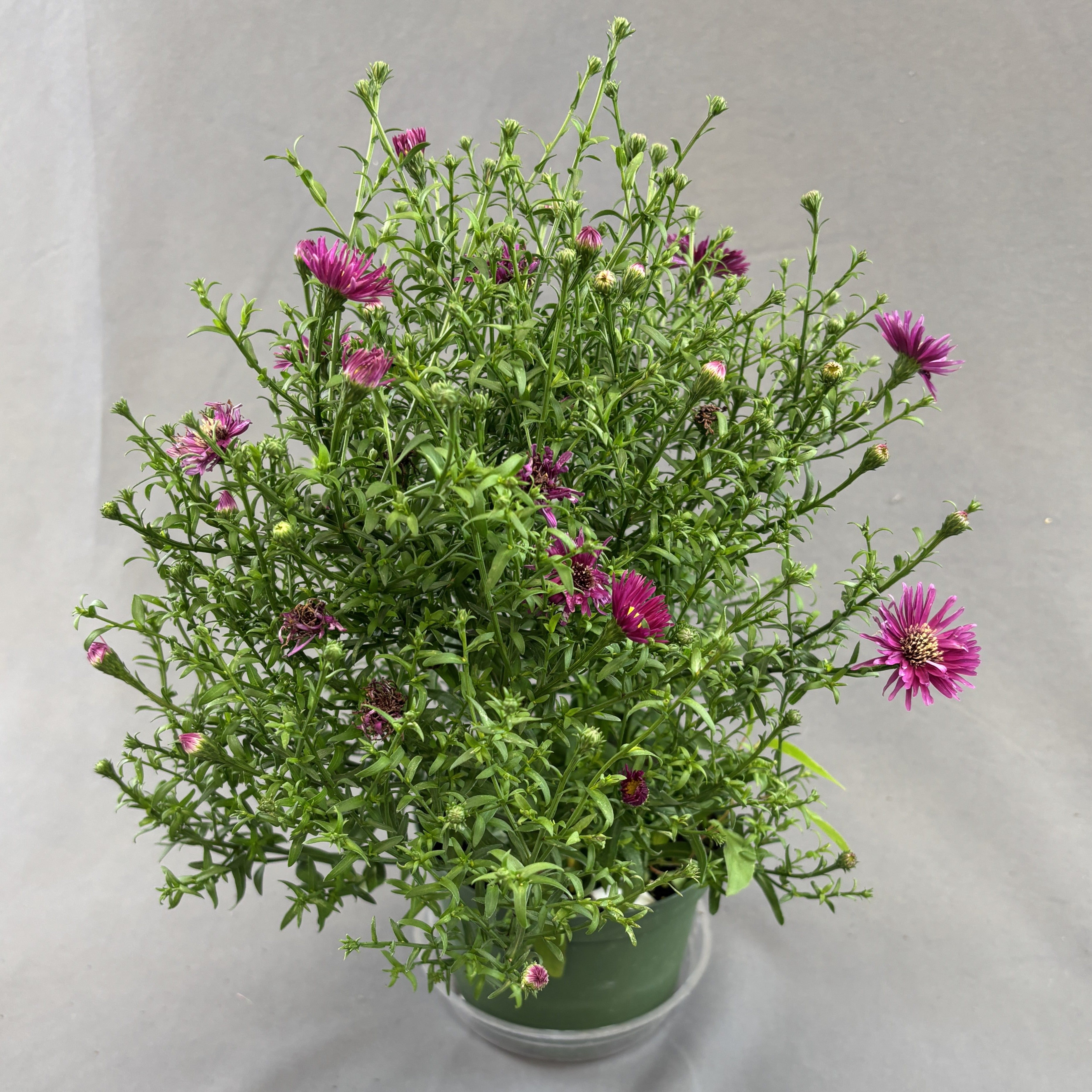Fall Aster