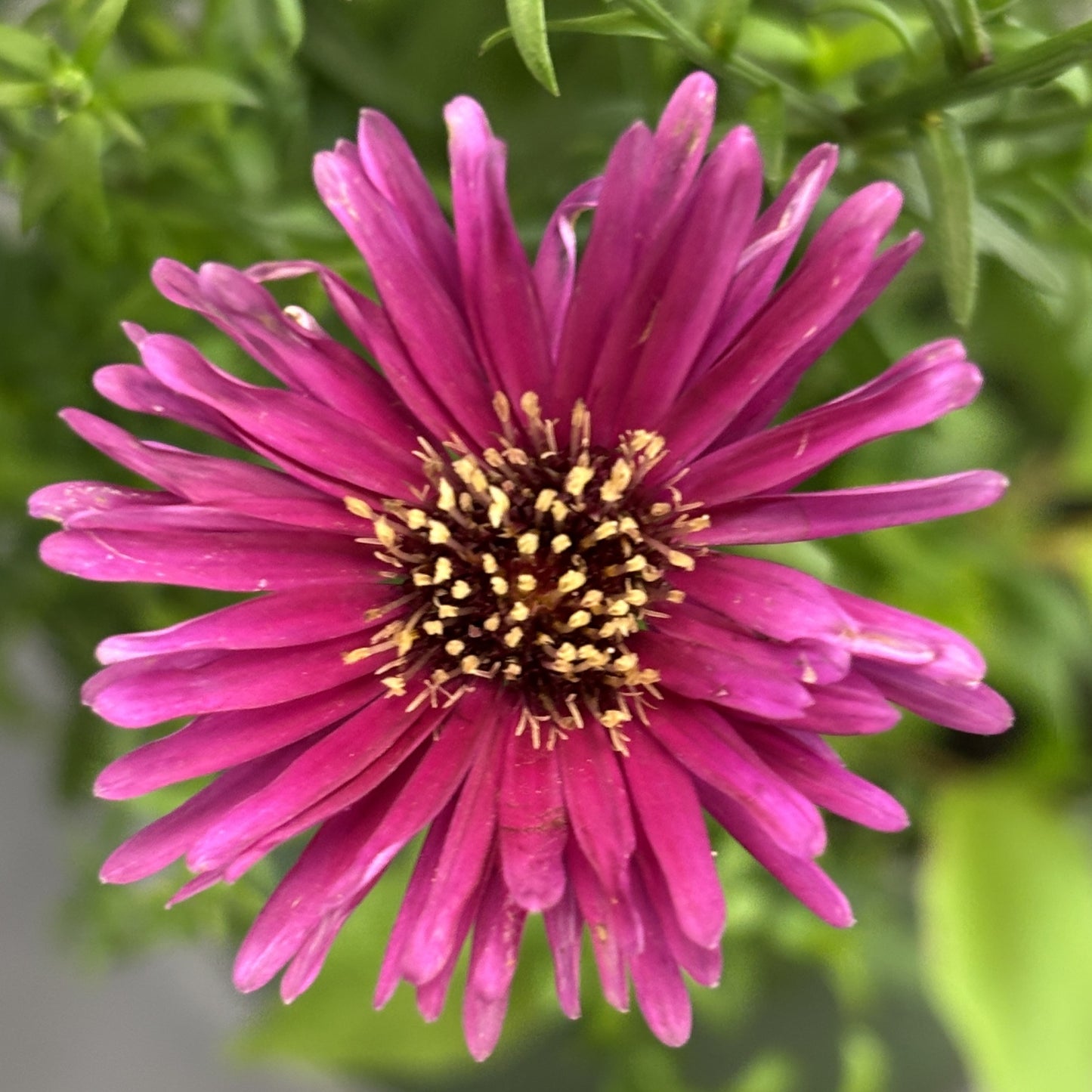 Fall Aster