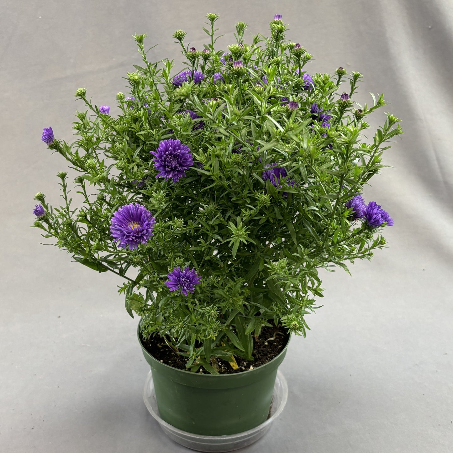 Fall Aster