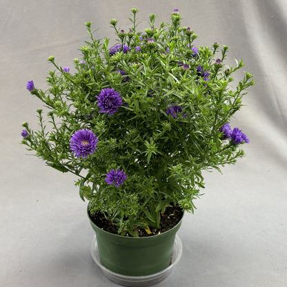 Fall Aster