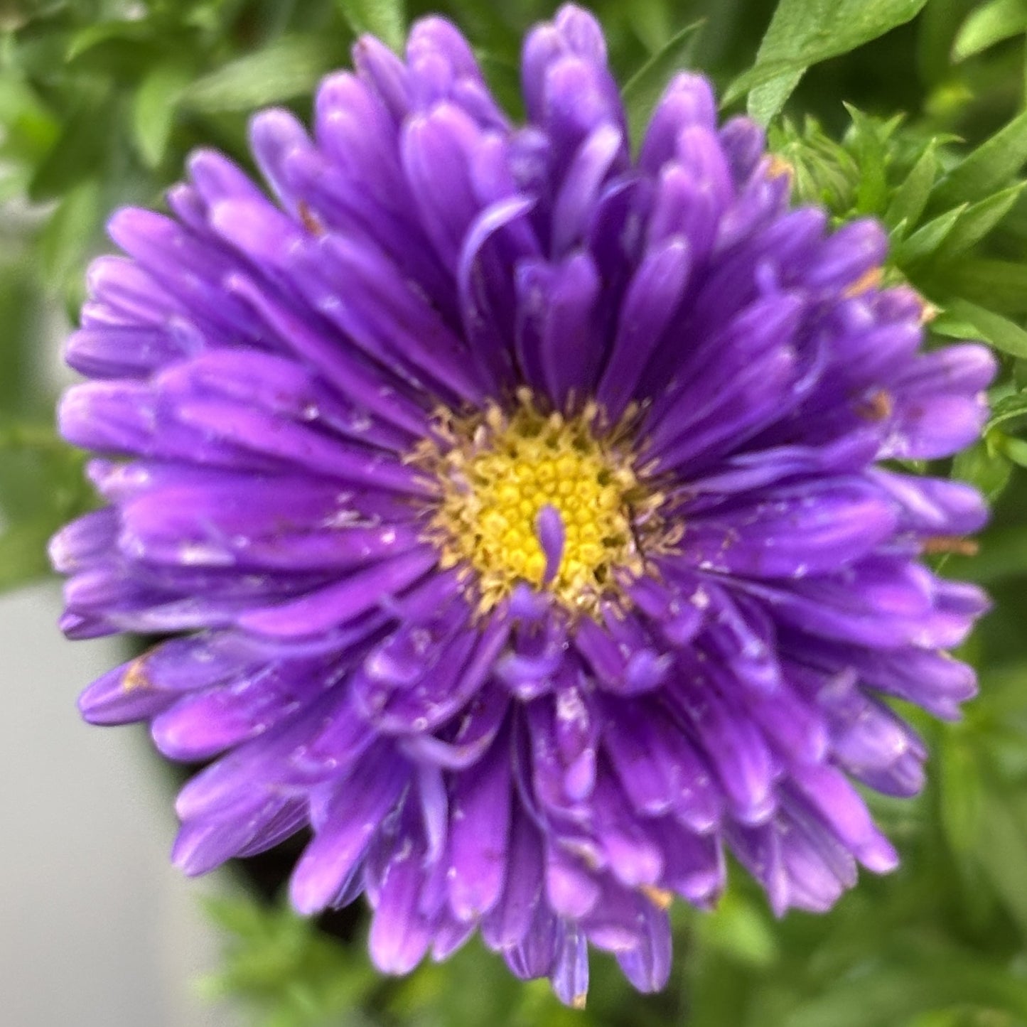 Fall Aster