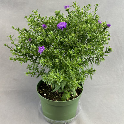 Fall Aster