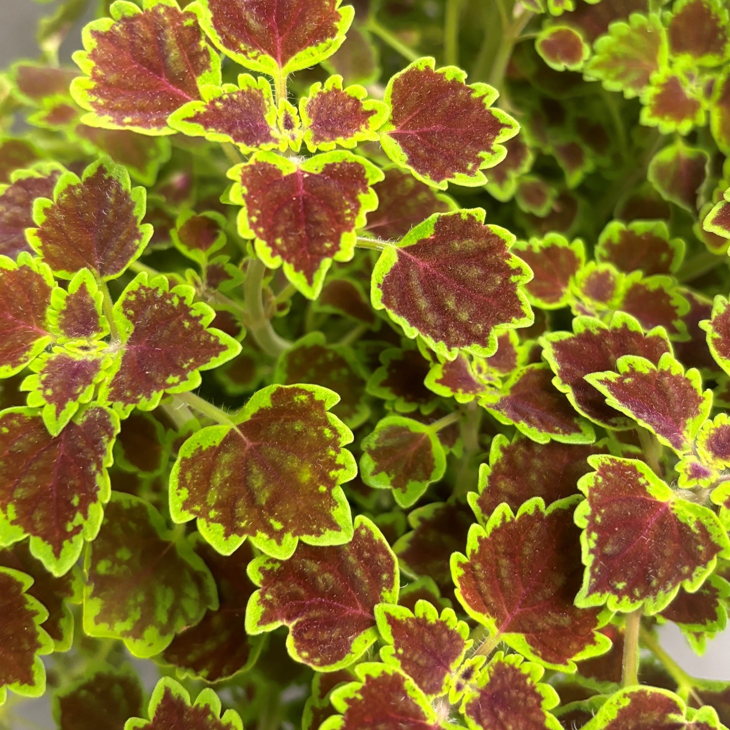 Coleus 'Great Falls' Trailing