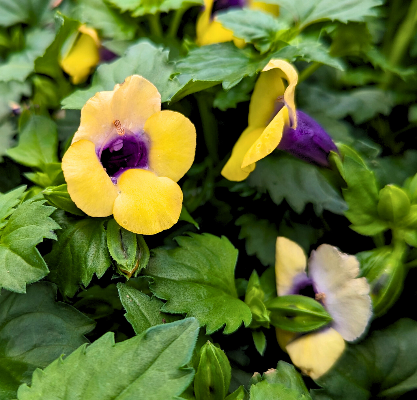 Torenia 'Summer Wave Bouquet'