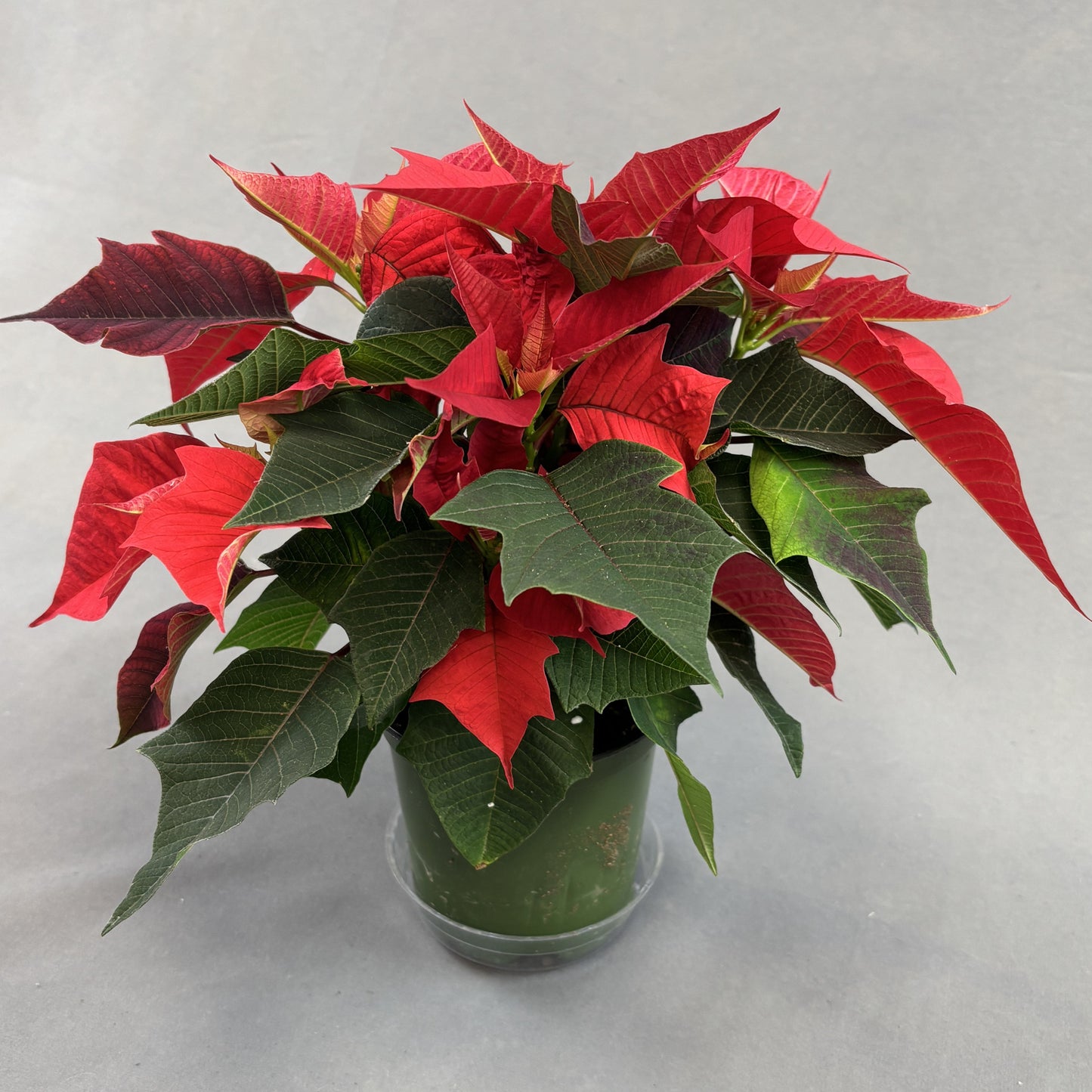 Poinsettia/Princettia