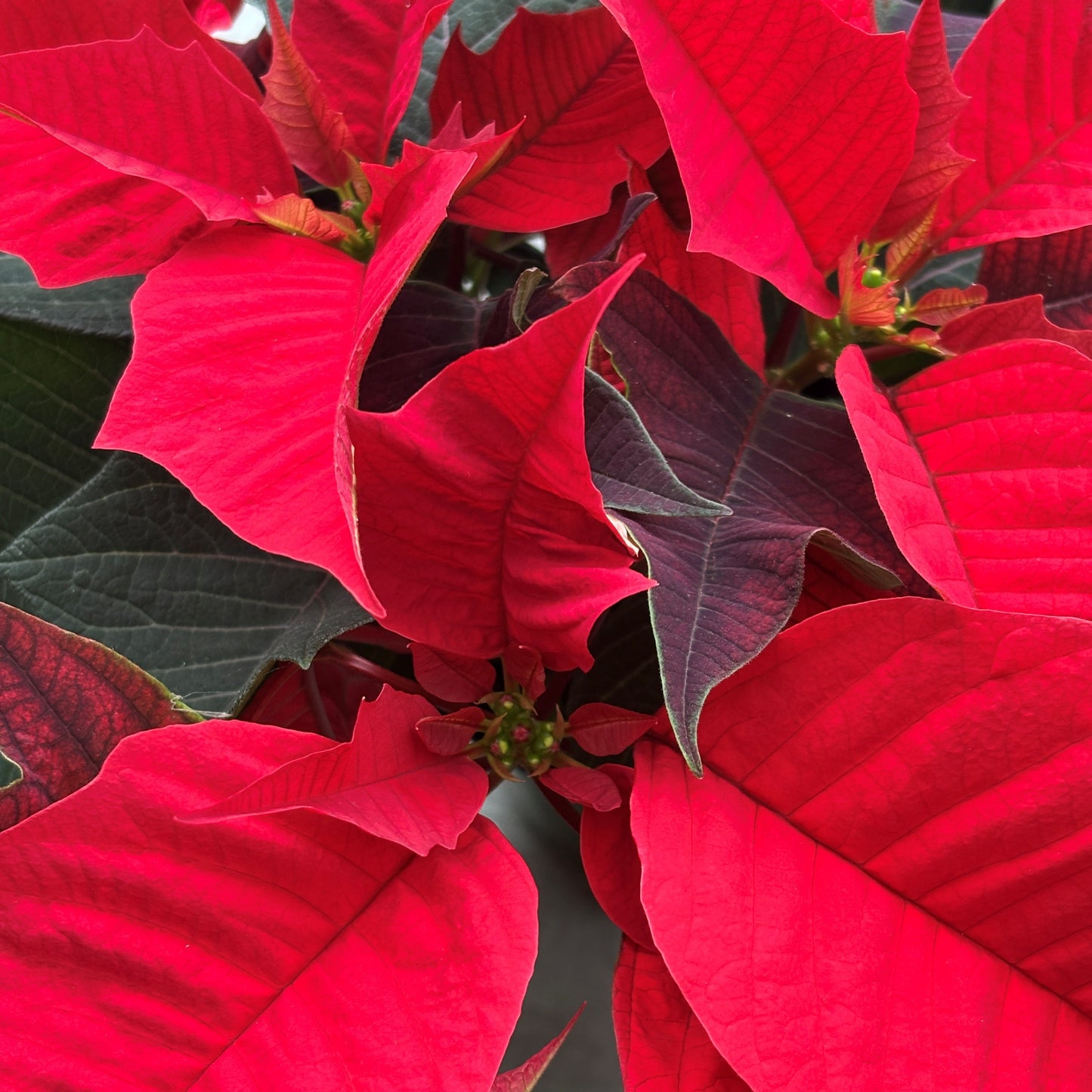 Poinsettia/Princettia