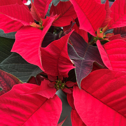 Poinsettia/Princettia