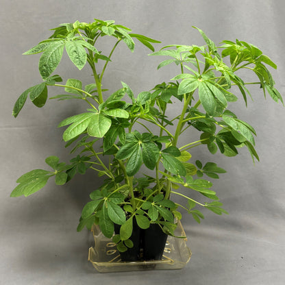 Cleome 'Queen'