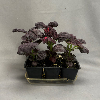 Coleus 'Dragon Black'