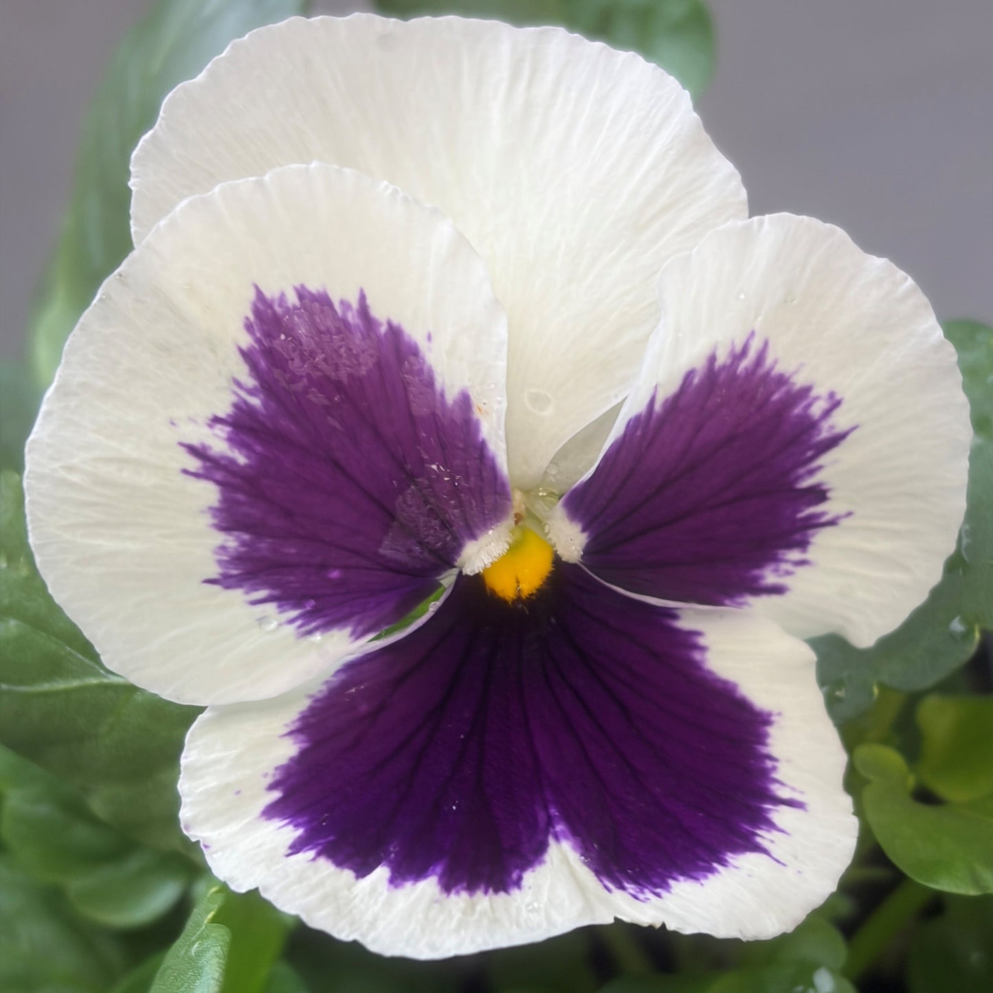Pansy 'Delta Pro'
