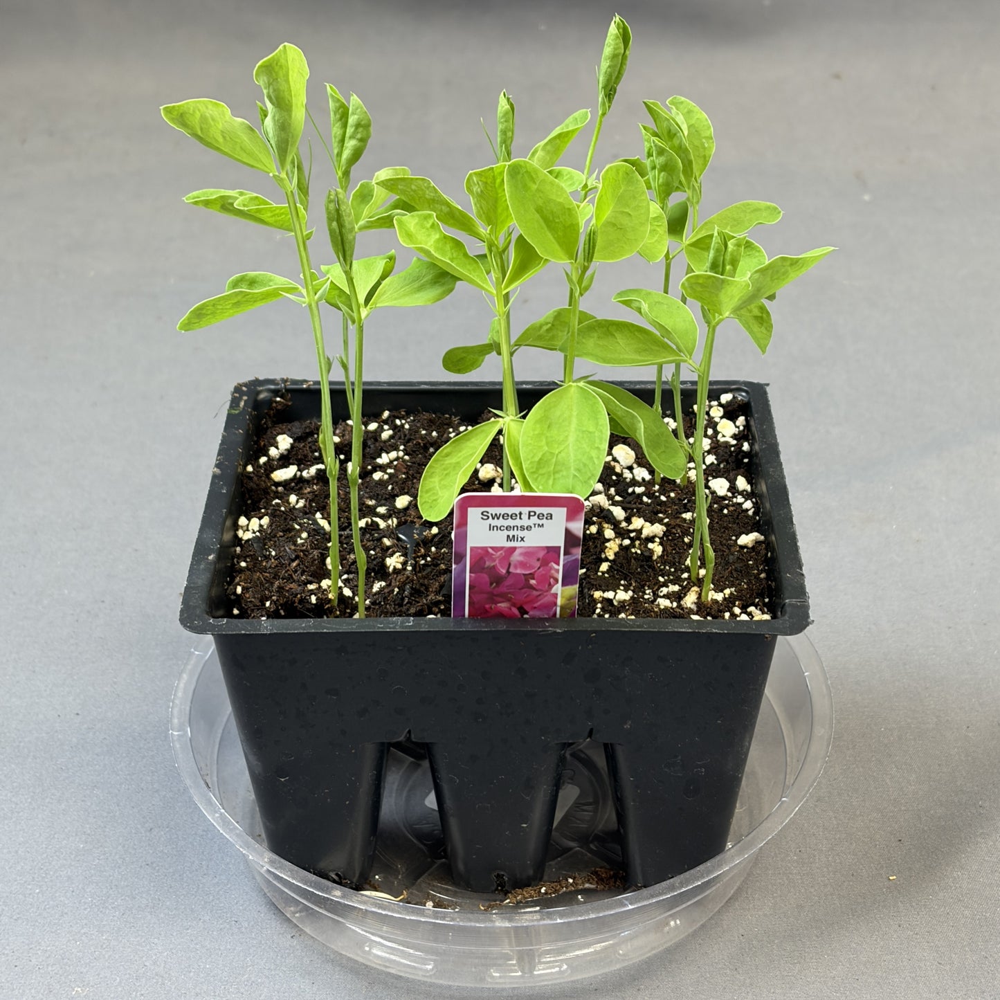 Sweet Pea 'Incense Mix'
