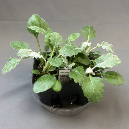 Dusty Miller