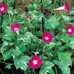 Morning Glory 'Happy Hour'