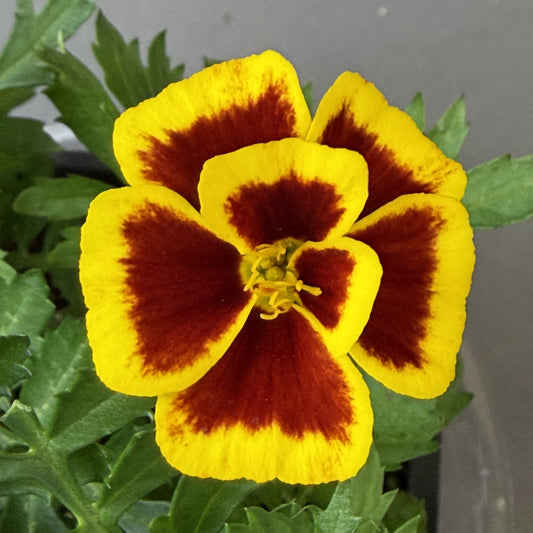 Marigold 'Mango Tango'