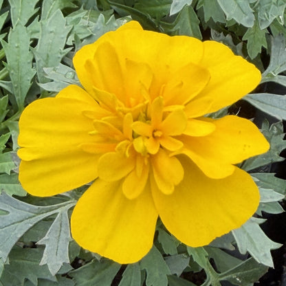 Marigold 'Super Hero' French