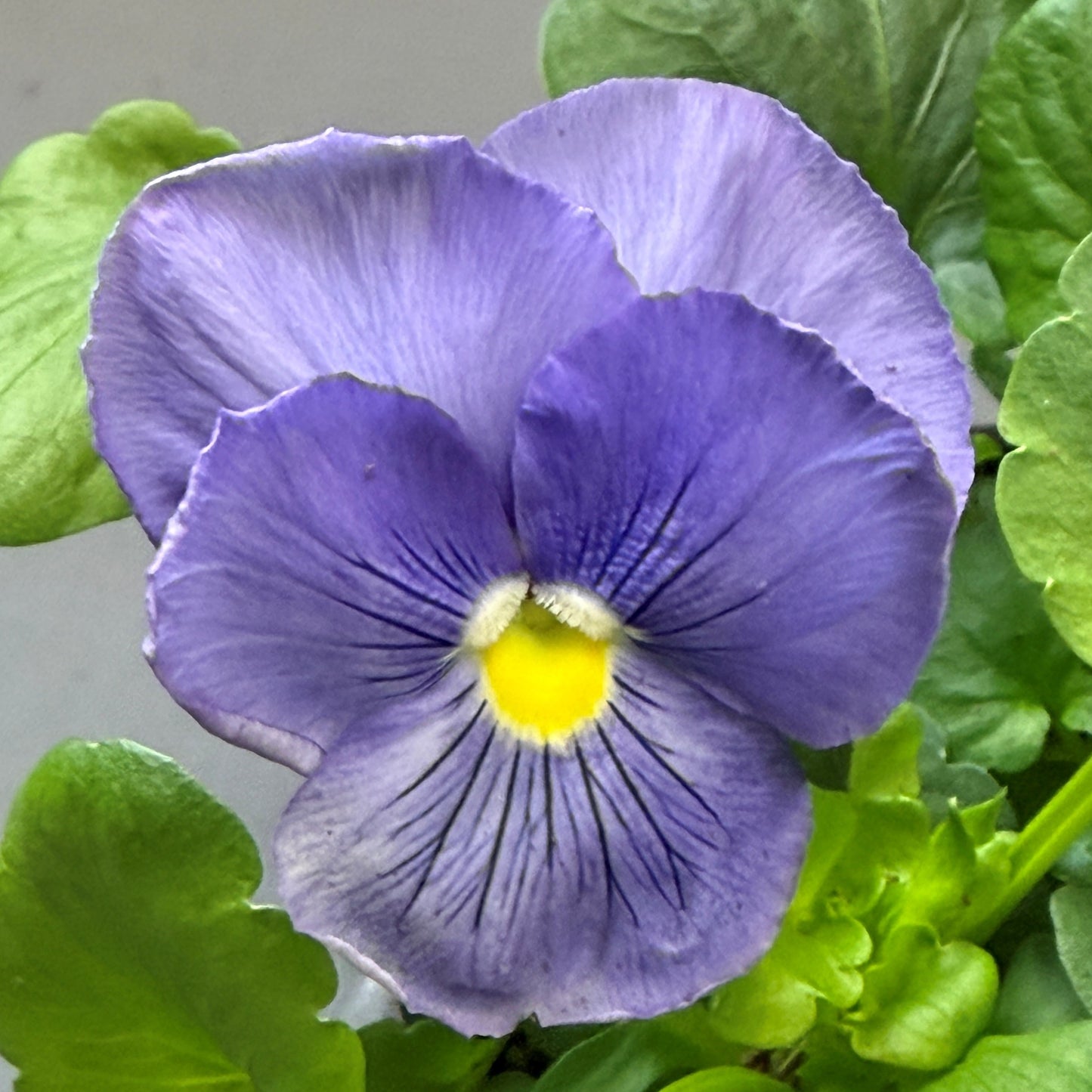 Pansy 'Delta Pro'