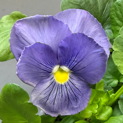 Pansy 'Delta Pro'