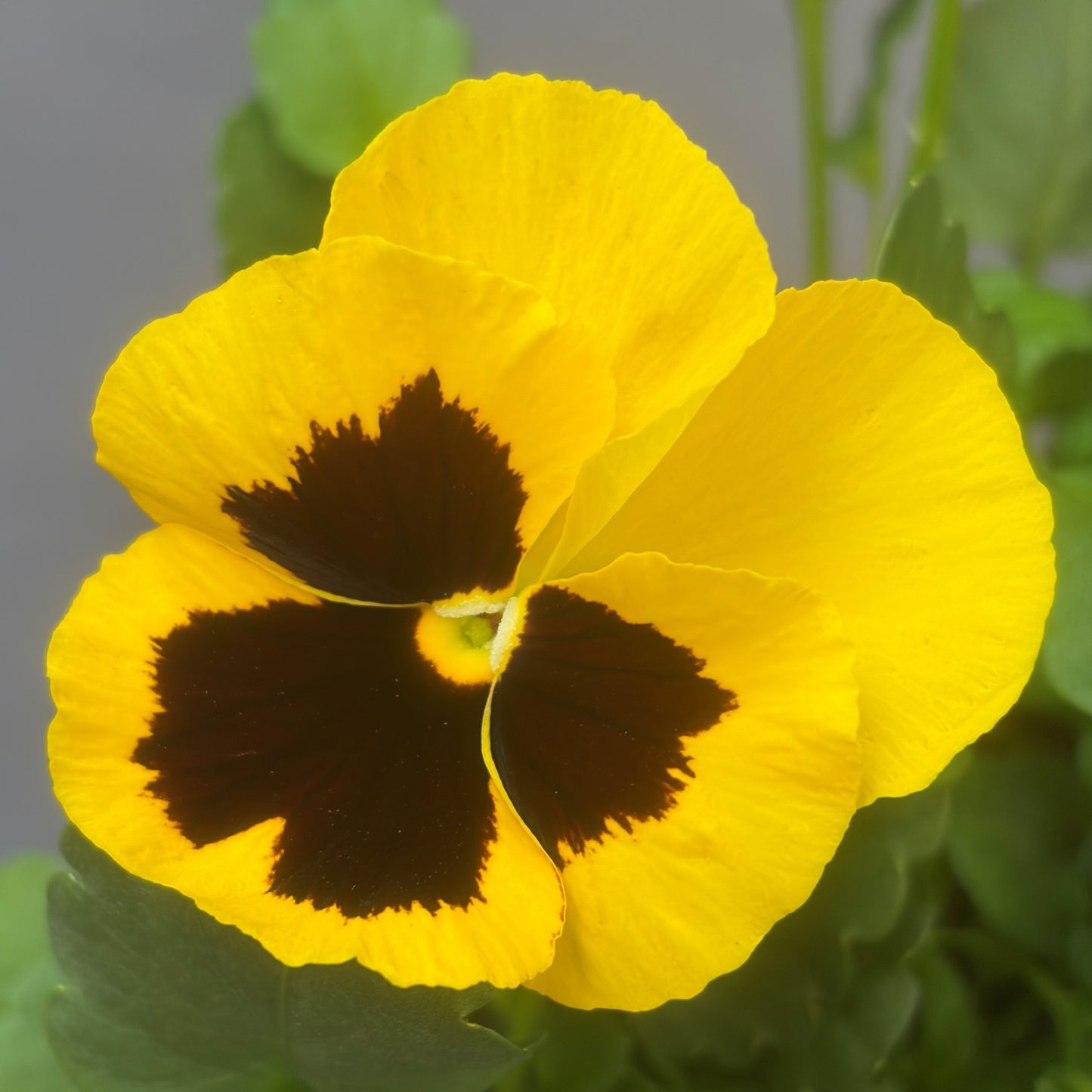 Pansy 'Delta Pro'