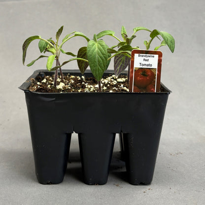 Tomato 'Brandywine Red'
