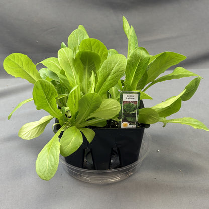 Lettuce 'Cardinal'