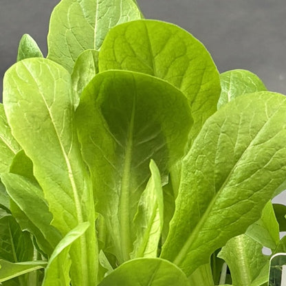 Lettuce 'Cardinal'