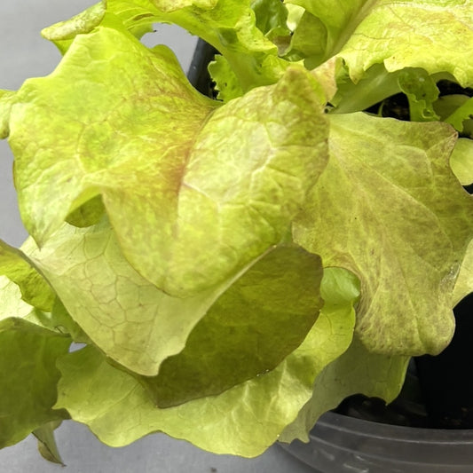 Lettuce 'Red Lake'
