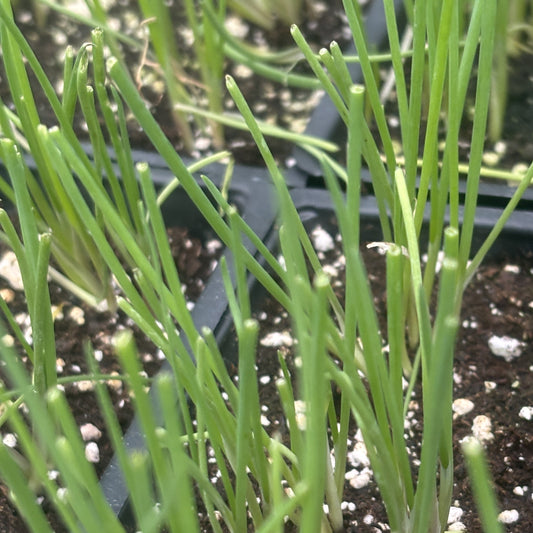 Onion 'Ruby'