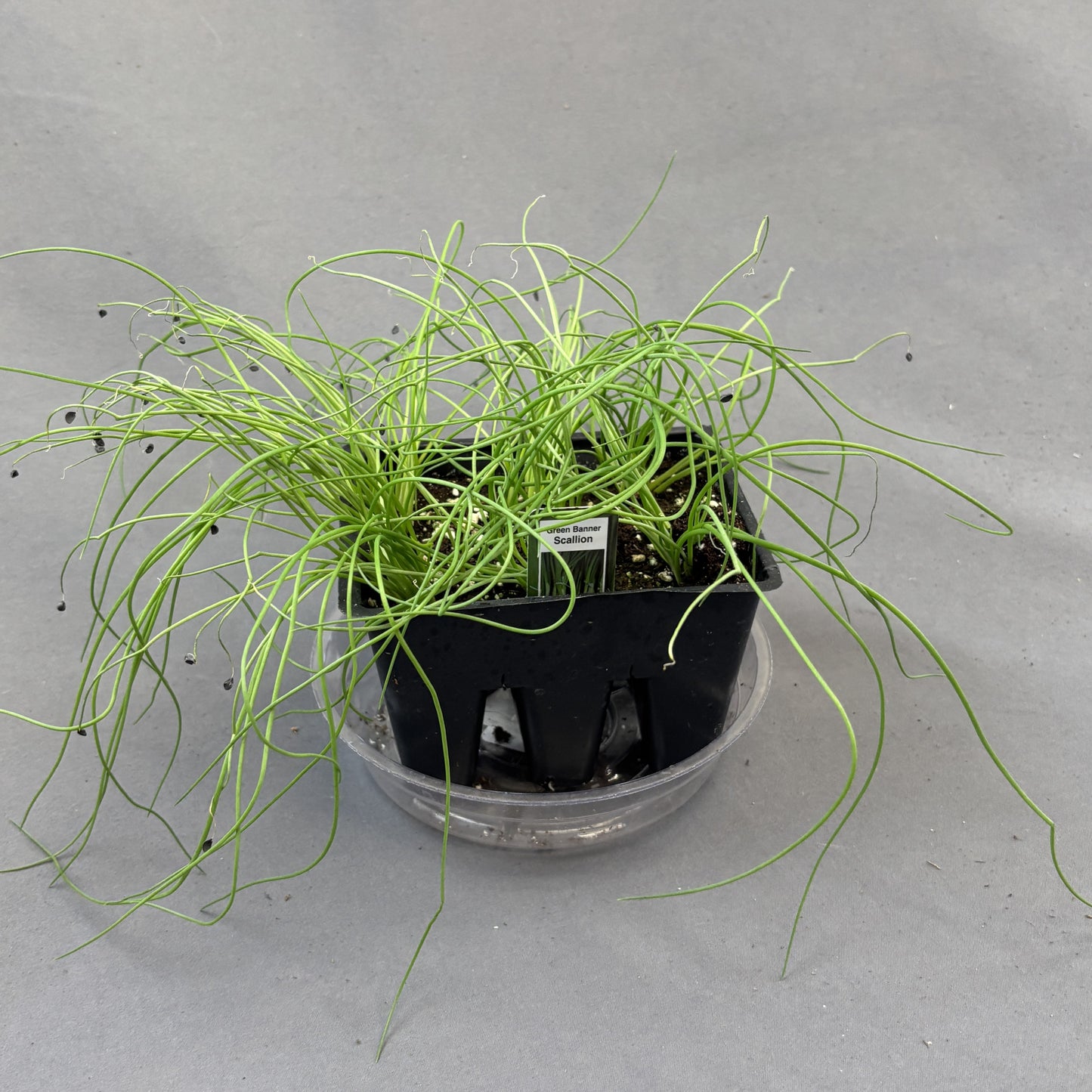 Scallions 'Green Banner'