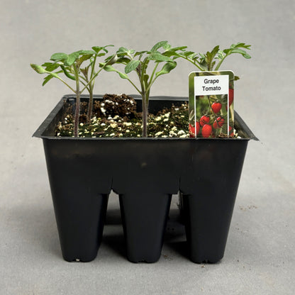 Tomato 'Grape'