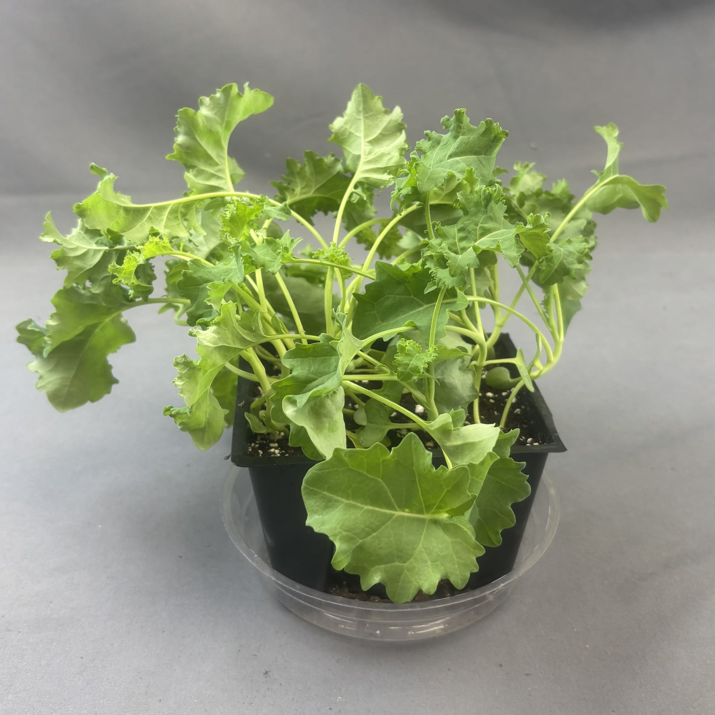 Kale 'Darkibor'
