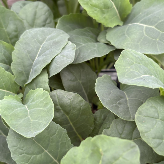 Kale 'Dinosaur'
