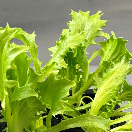 Lettuce 'Frillice'