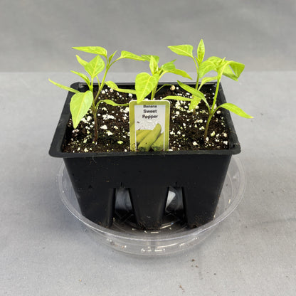 Pepper Sweet 'Banana'