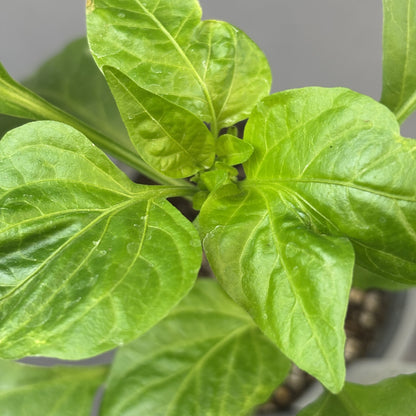 Pepper Sweet 'Yellow Sparkler'