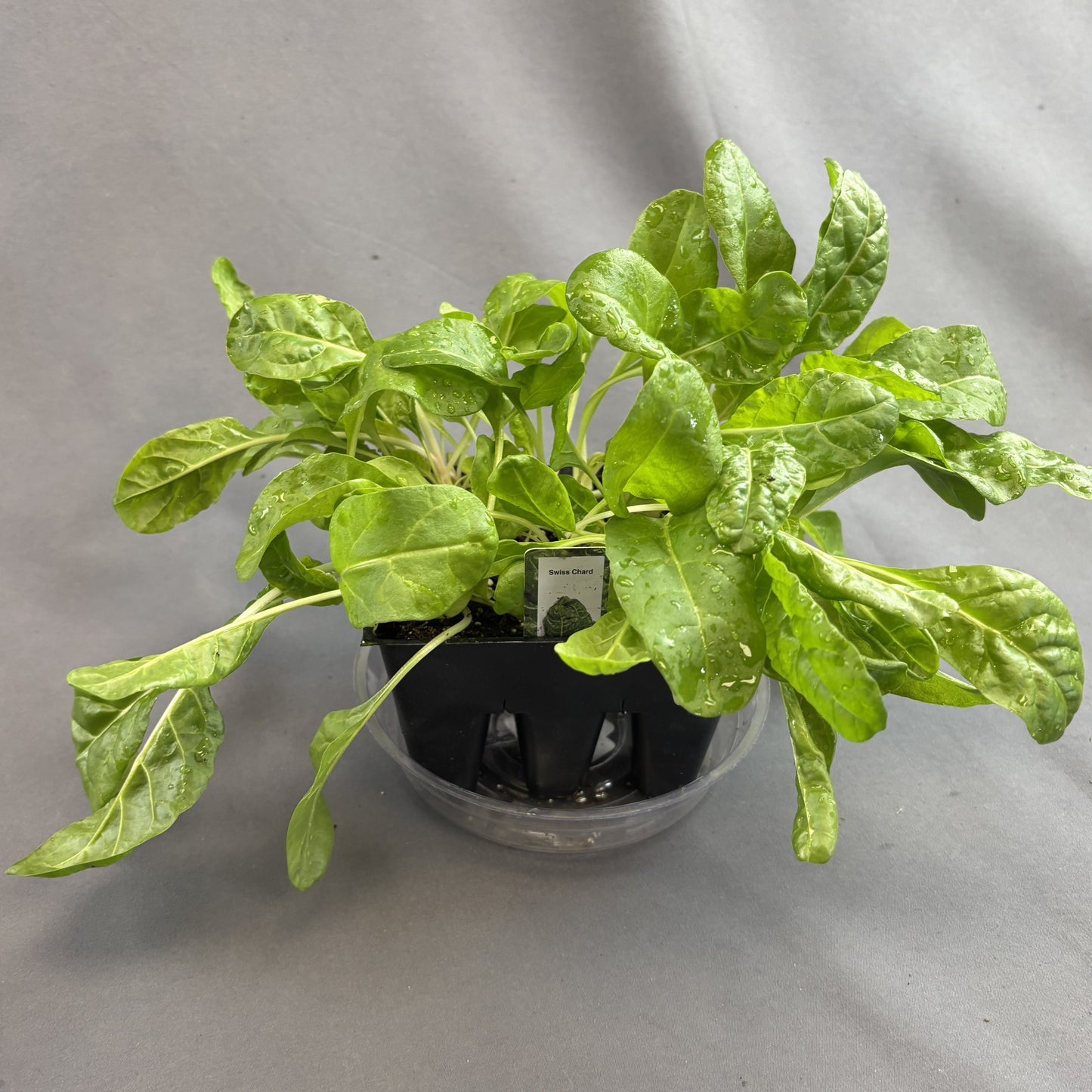 Swiss Chard Green