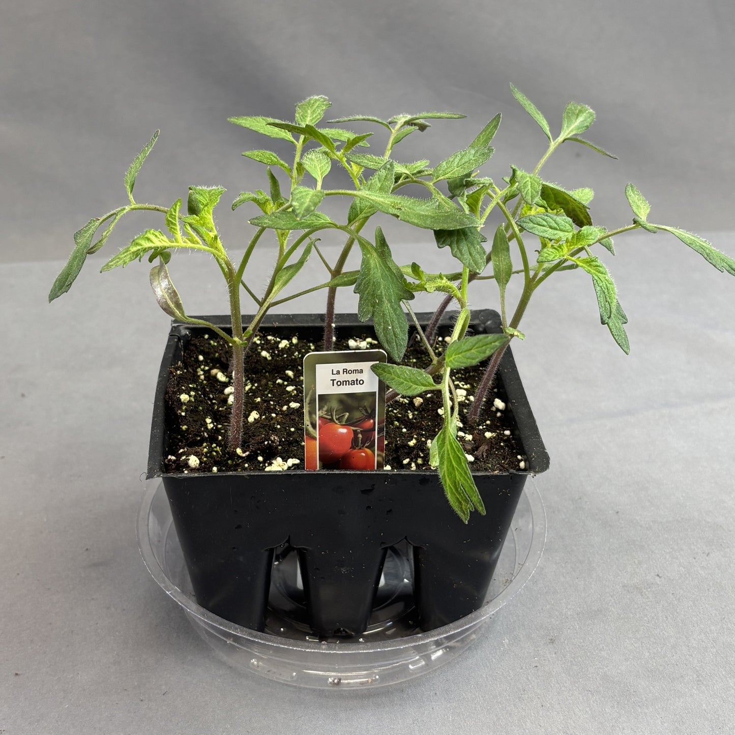 Tomato 'La Roma III'