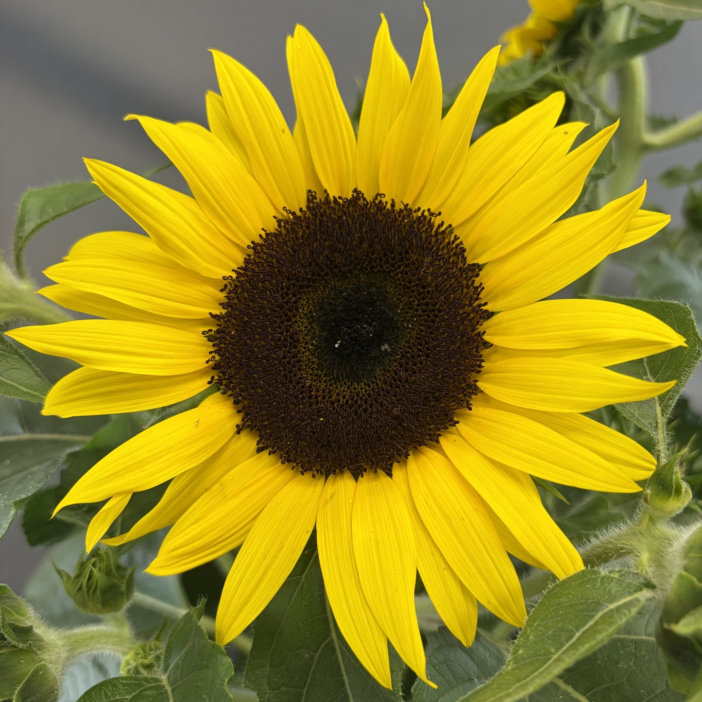 Sunflower