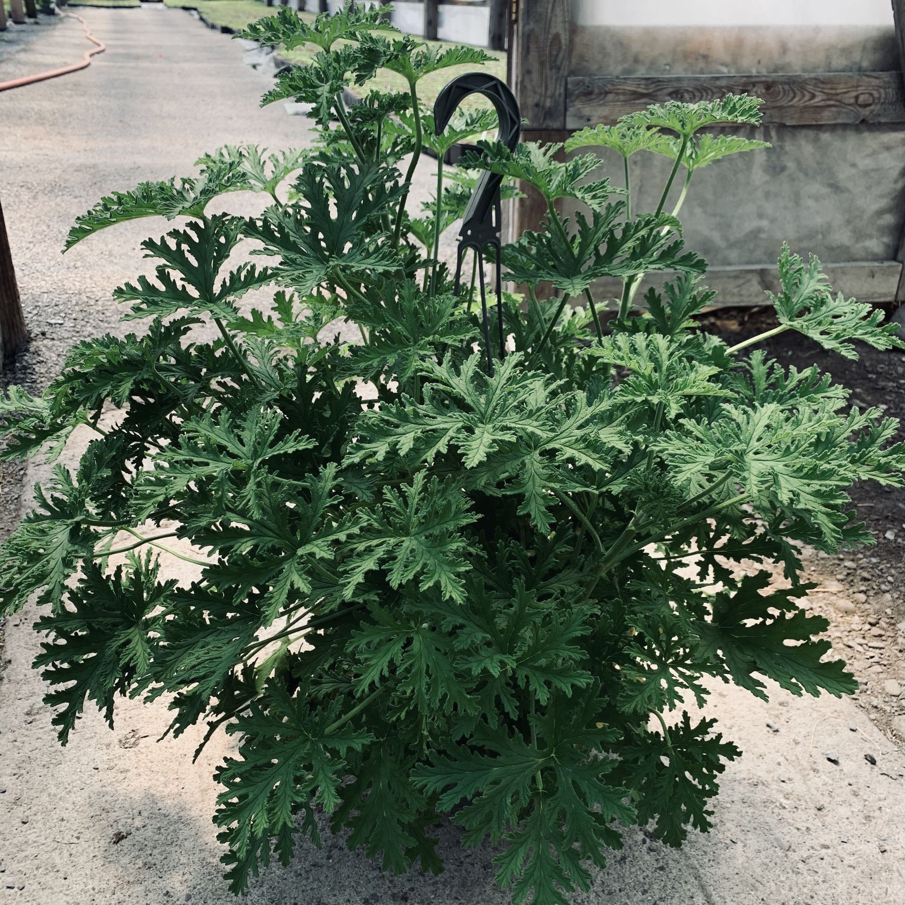 Citrosa