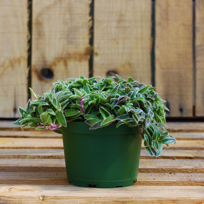 Cyanotis (Kitten Ears)